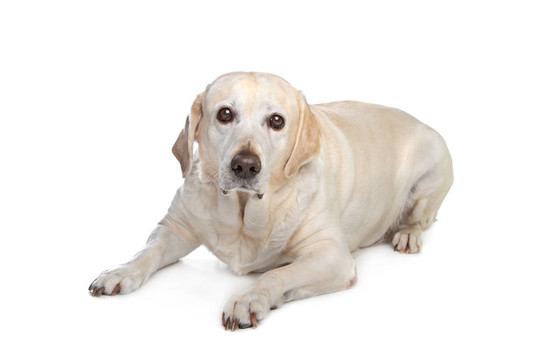 害怕的拉布拉多犬