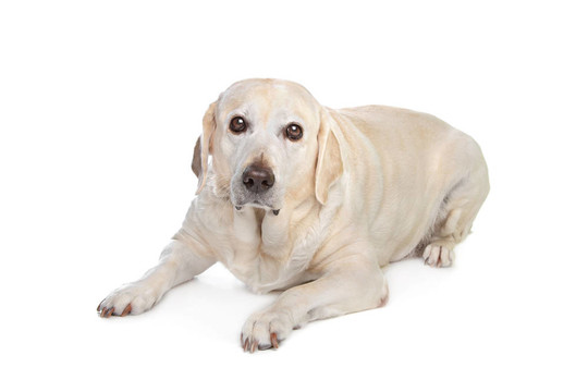 害怕的拉布拉多犬