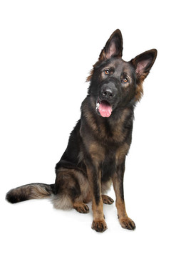 德國(guó)牧羊犬