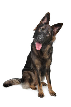 德國(guó)牧羊犬