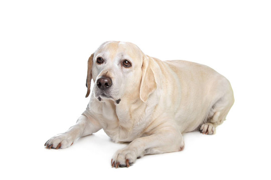 害怕的拉布拉多犬