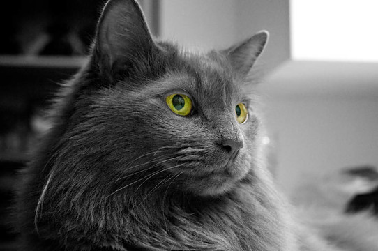 黑白相间的猫，绿色的眼睛