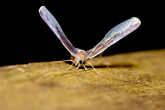 袖蠟蟬科的bug
