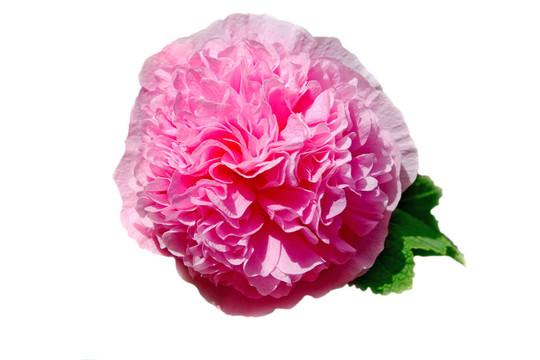 Alcea rosea；常見(jiàn)的蜀葵；白色背景