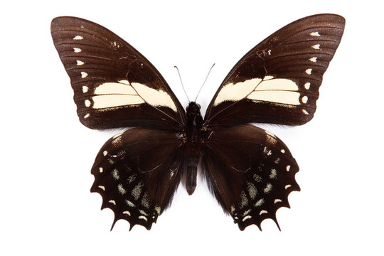 黑色和黃色的butterfly Papilio aristeus孤立在白色背景