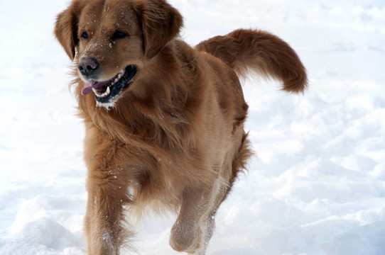 在雪中狗的金毛獵犬