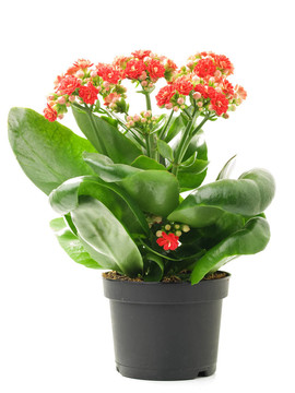 重瓣長壽花