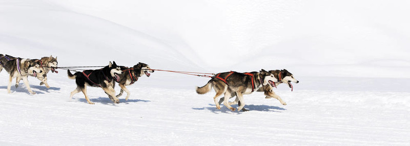 雪橇犬比賽在冬季高寒山區(qū)