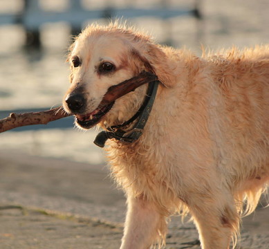 拉布拉多獵犬的拿著一塊木頭