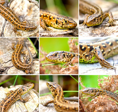 集沙蜥（Lacerta agilis）
