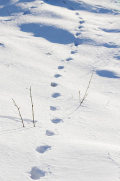 雪中的痕跡