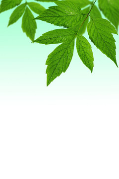 帶有復(fù)制空間的綠葉