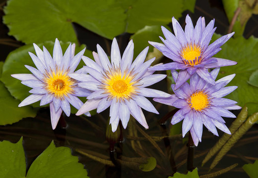 紫蓮花