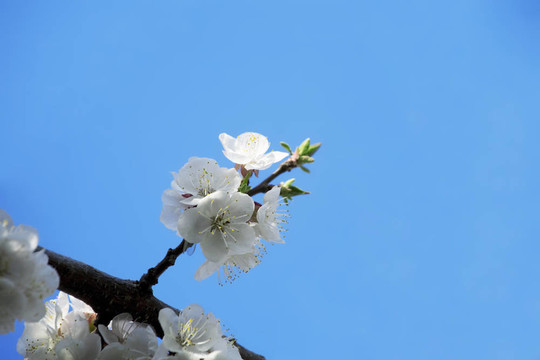 開花的樹枝在春天的藍(lán)天上