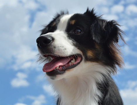 澳大利亞牧羊犬（澳大利亞）