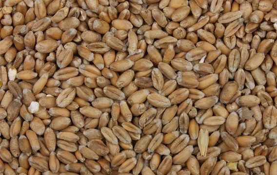 小麥籽粒