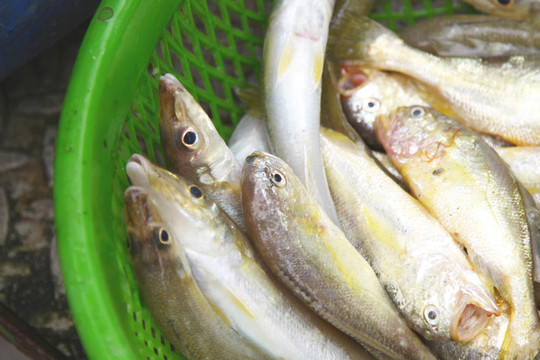 市場上的新鮮魚