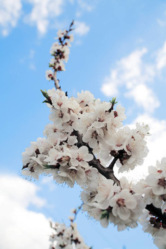 開花的樹枝在春天的藍(lán)天上