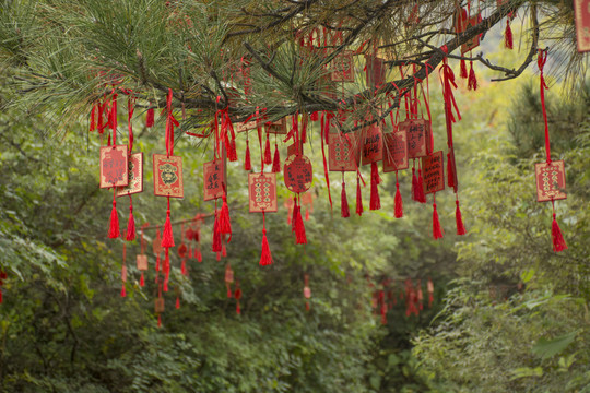 樹(shù)枝上的紅色祈福牌