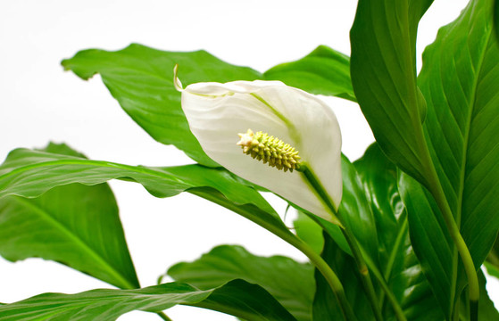 室內植物- Spathiphyllum
