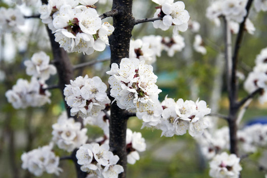 開(kāi)花的樹(shù)枝在春天的模糊背景上