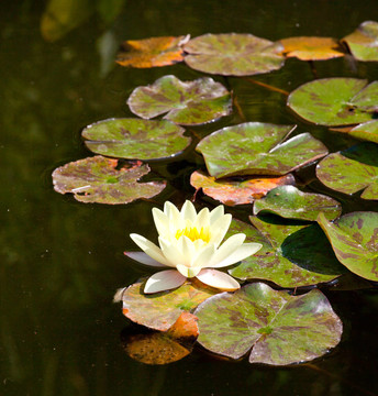 水百合