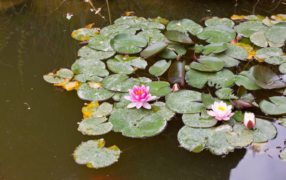 水百合