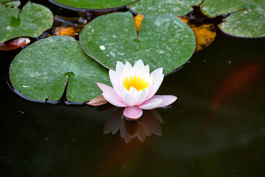 水百合
