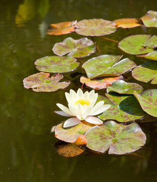 水百合
