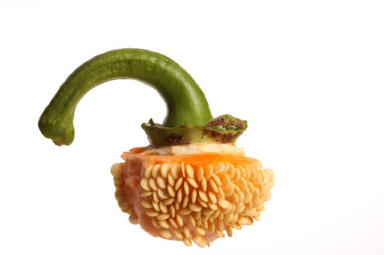 甜椒