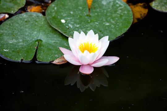 水百合