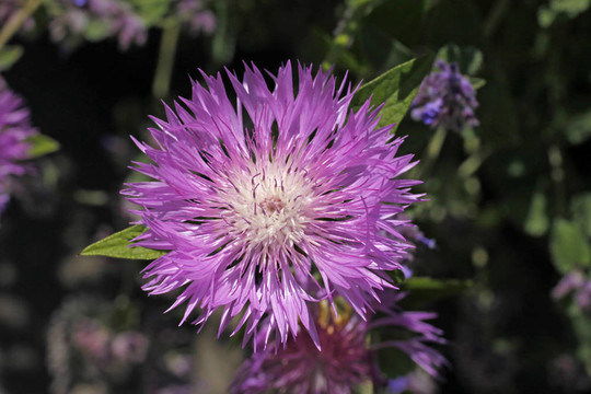 Scabiosa graminifolia；草的葉子