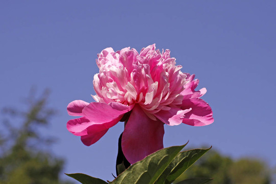 Paeonia lactiflora；中國(guó)牡丹