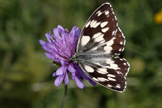 Melanargia galathea；Marbled White