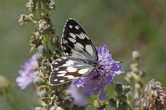 Melanargia galathea；Marbled White