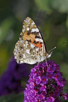 Vanessa cardui；涂女士