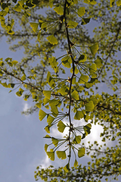 銀杏；Maidenhair tree