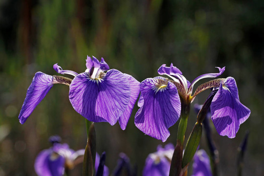 Iris sibirica（西伯利亞鳶尾）
