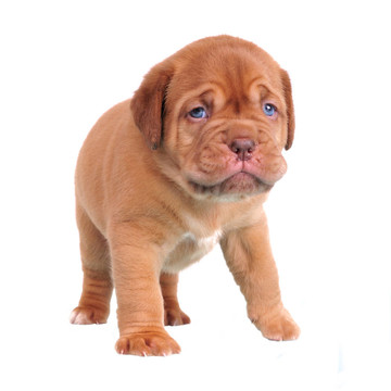 行走波爾多獒犬的小狗