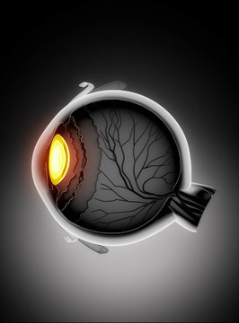 人眼的解剖