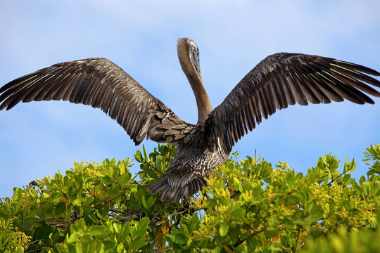 Pelican起飛