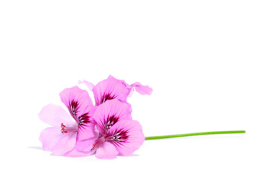 紫羅蘭花