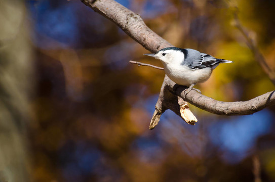 白胸鳾秋天