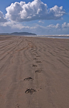Horse Hoof Tracks在一個(gè)空的海灘上