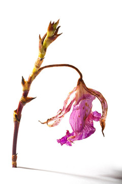 蘭花