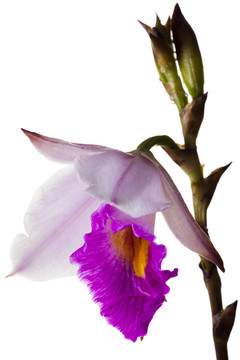 蘭花