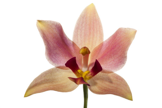 蘭花