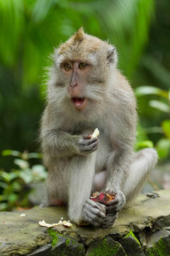 猴（Macaca fascicularis）