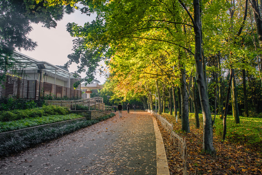 林間小路