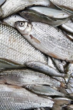 新鮮的魚(yú)